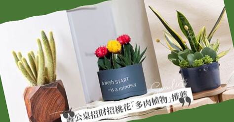 辦公室 招財植物